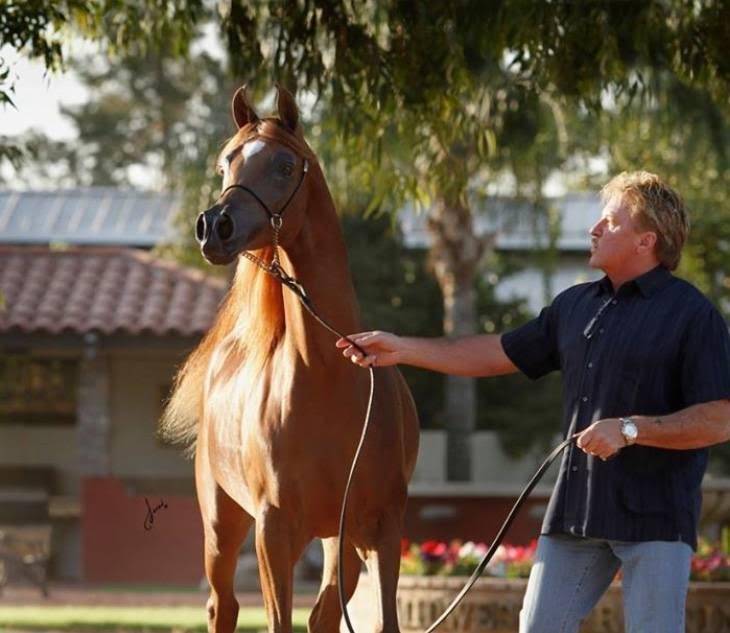 arabian horse bucking