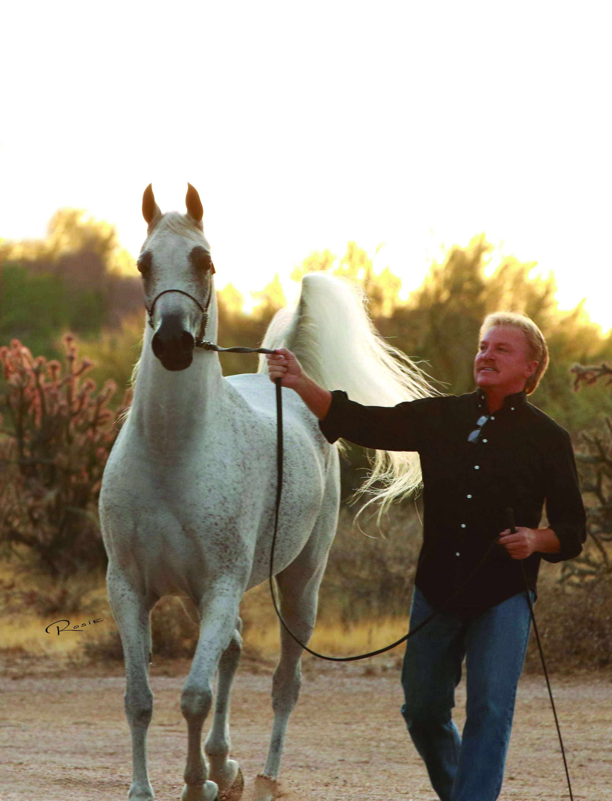 arabian horse bucking