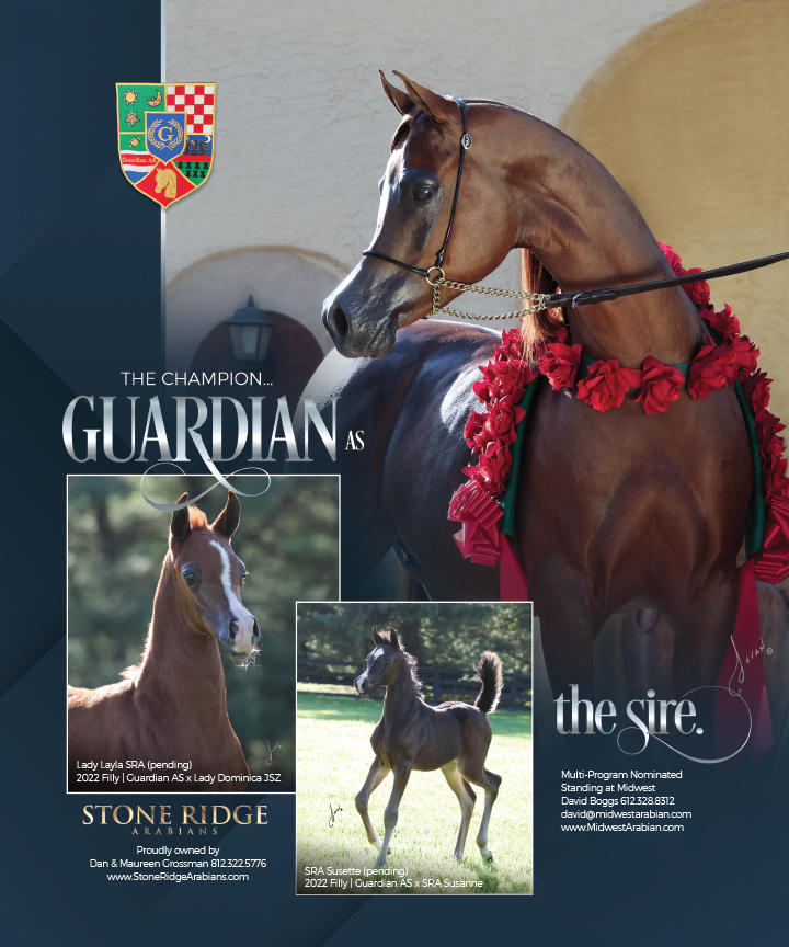 Guardian AS – The Champion… The Sire