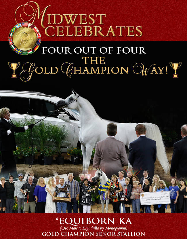 Midwest Celebrates The Gold Champions Of The Arabian National Breeders Finals