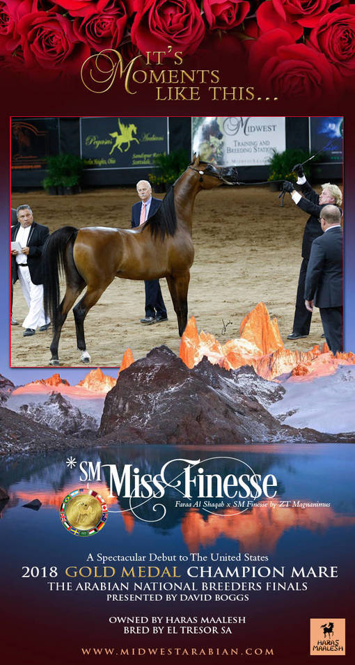Arabian National Breeders Finals – Gold Champion Medal Mare * SM Miss Finesse