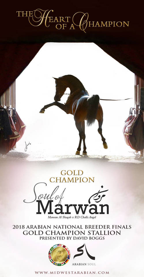 Gold Medal Champion- Soul of Marwan