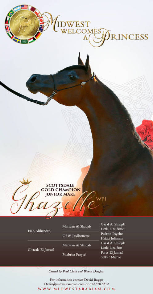 Midwest Welcomes Scottsdale Gold Champion Ghazelle
