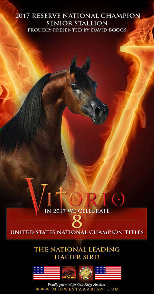 Vitorio The Show Horse – Vitorio The Sire