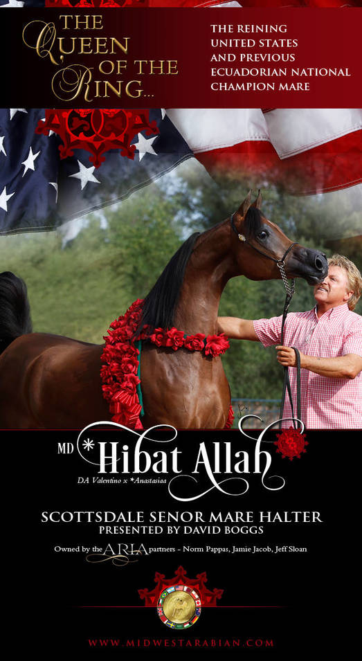 United States National Champion Mare * MD Hibat Allah Presented by David Boggs