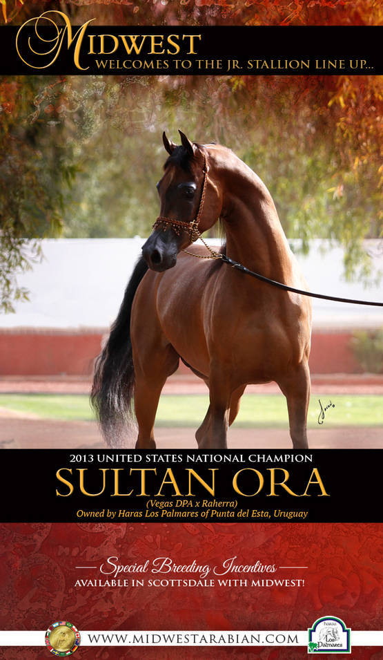 Midwest Welcomes Sultan to the Junior Stallion Line up
