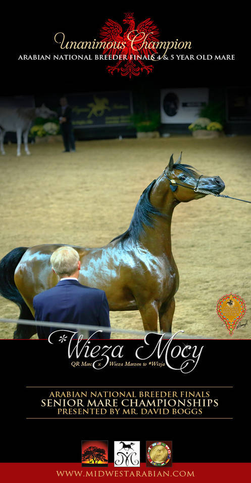 *Wieza Mocy / Unanimous Class Winner- enjoy her in the Championships Saturday evening at The Arabian National Breeders Finals