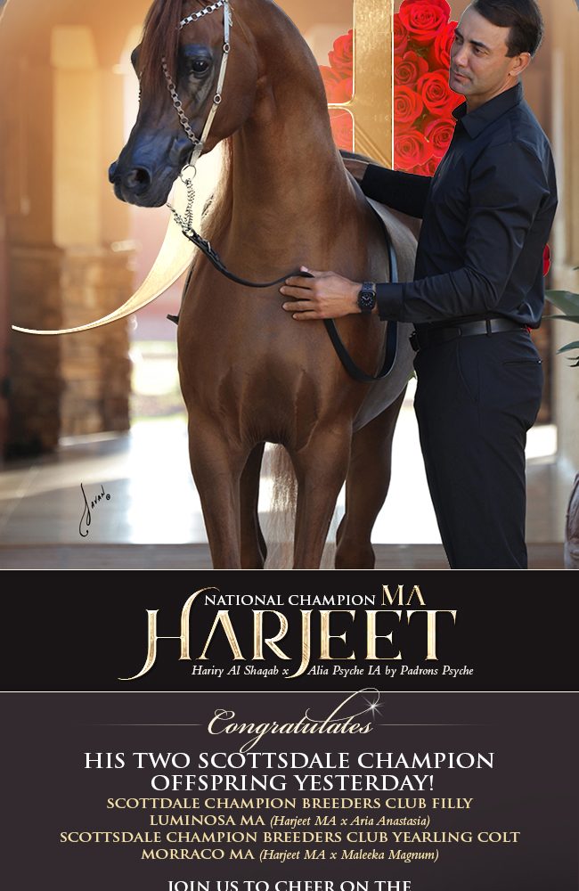 Harjeet MA – A Scottsdale Champion Siring Scottsdale Champions
